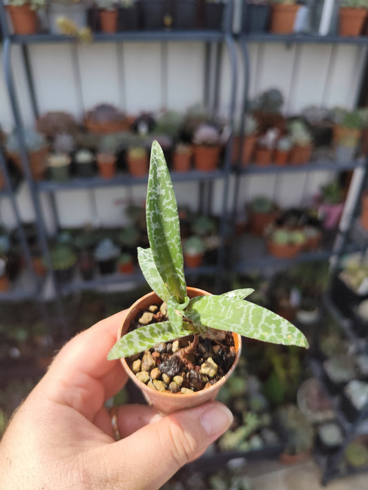 Scilla violacea (Ledebouria socialis)