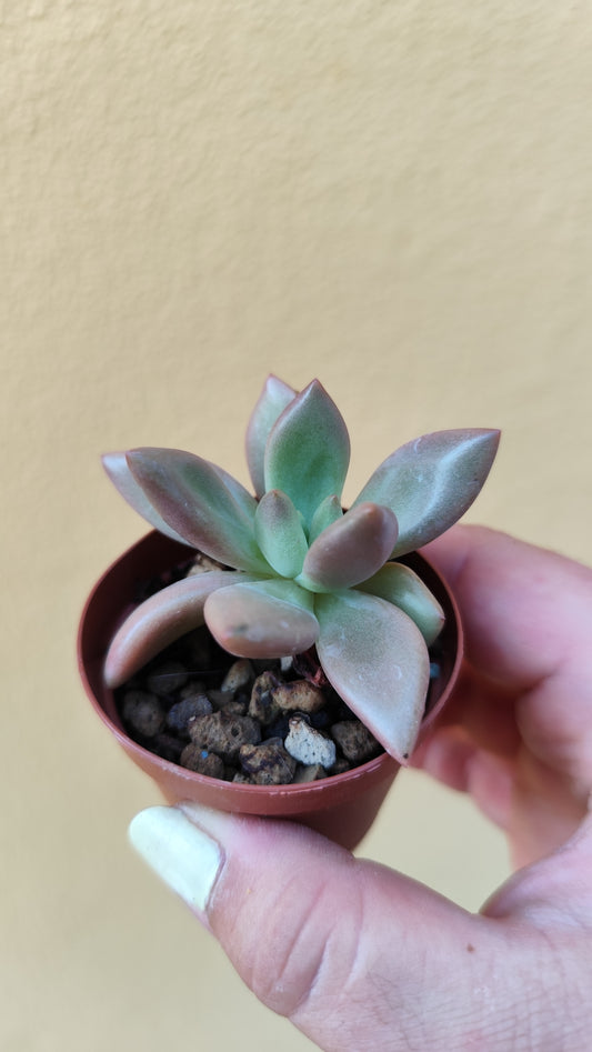 Graptoveria pink donna