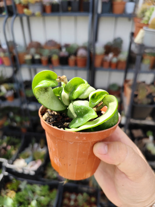 Hoya carnosa compacta