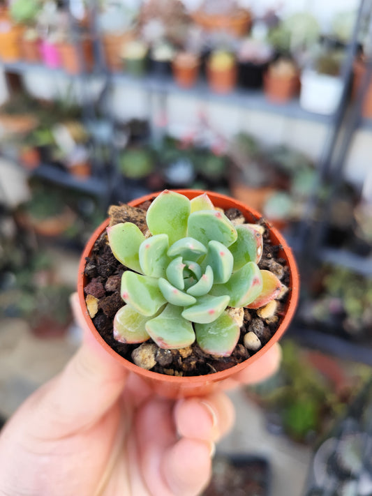 Echeveria sp