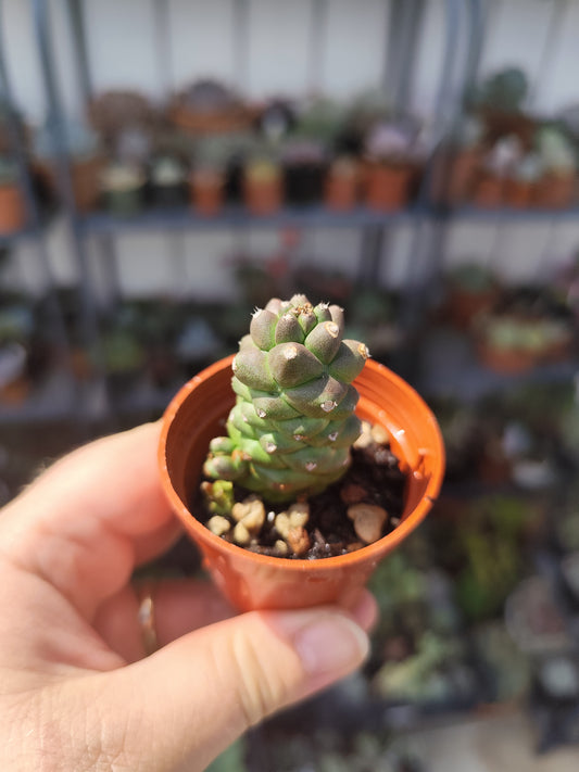 Monadenium ritchiei