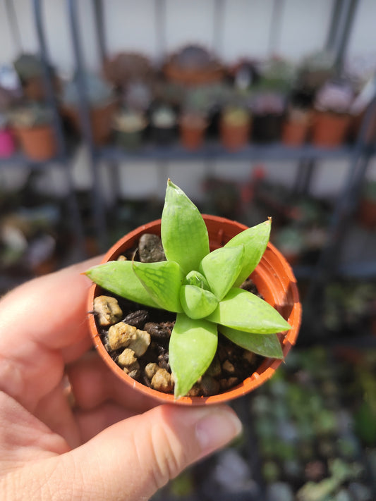 Haworthia cymbiformis