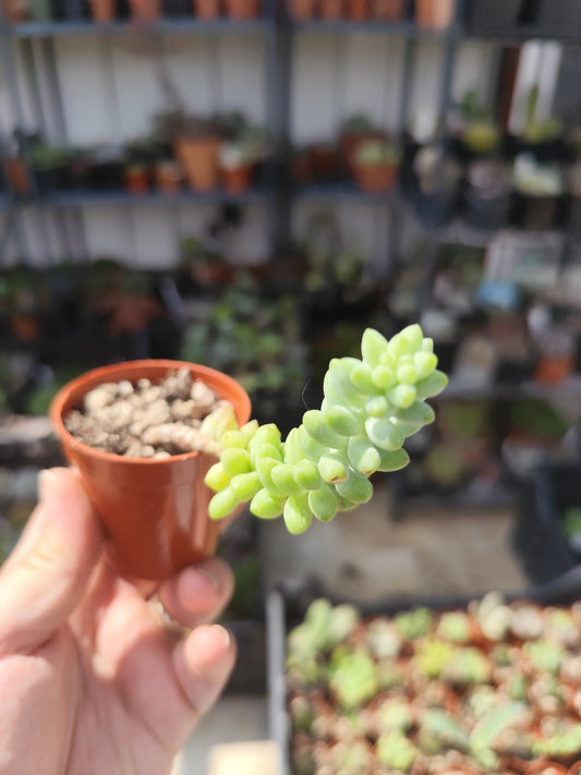 Sedum burrito