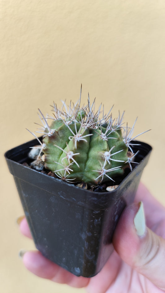 Gymnocalycium milhanovichii