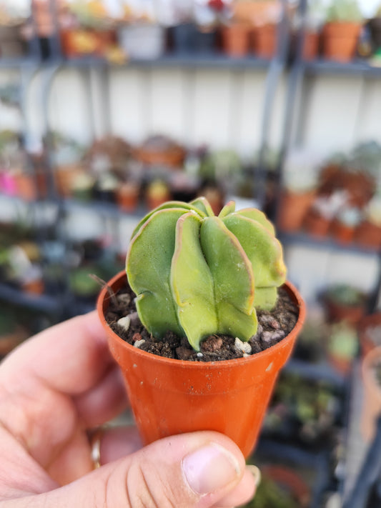 Astrophytum capricorne