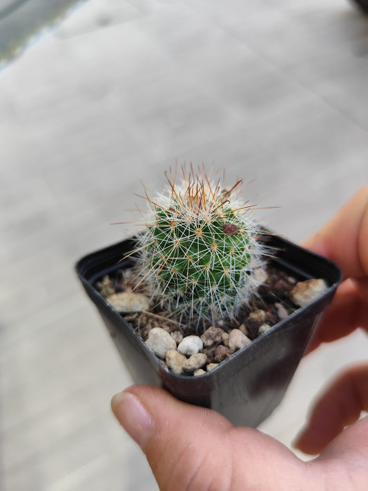 Mammillaria sp