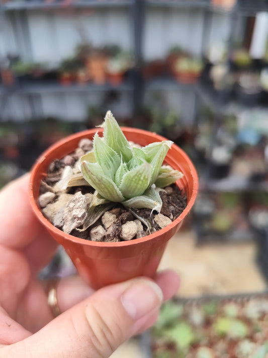 Haworthia grey ghost