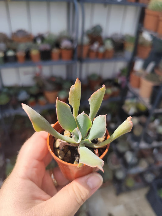 Echeveria trumpet pinky