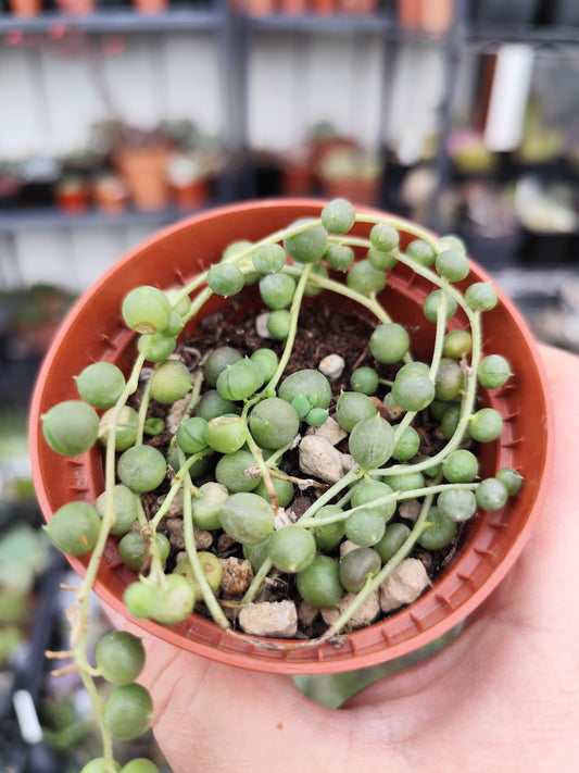 Senecio rowleyanus