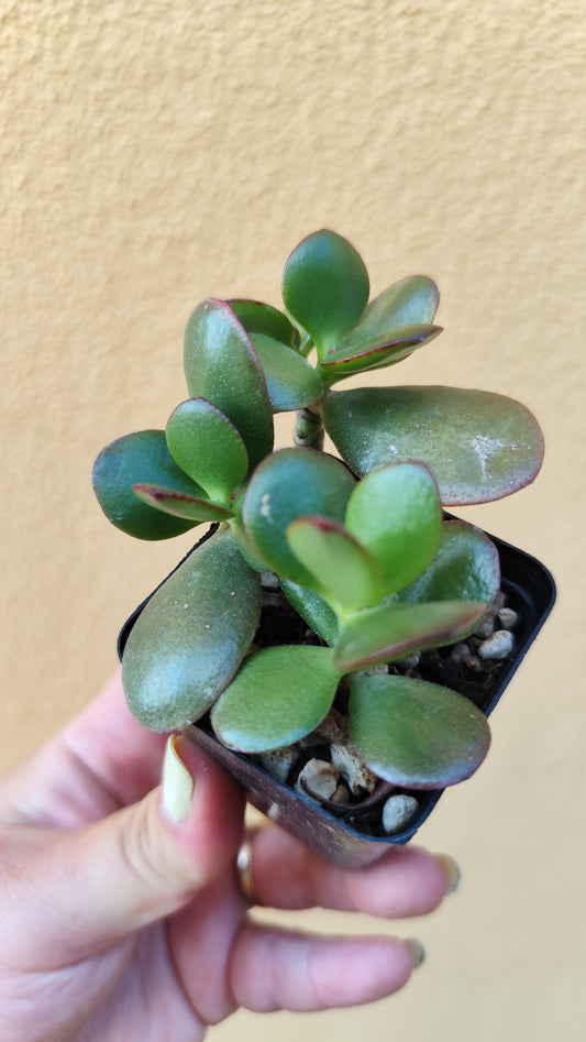 Crassula ovata