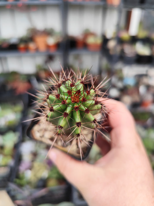 Stenocereus thurberi
