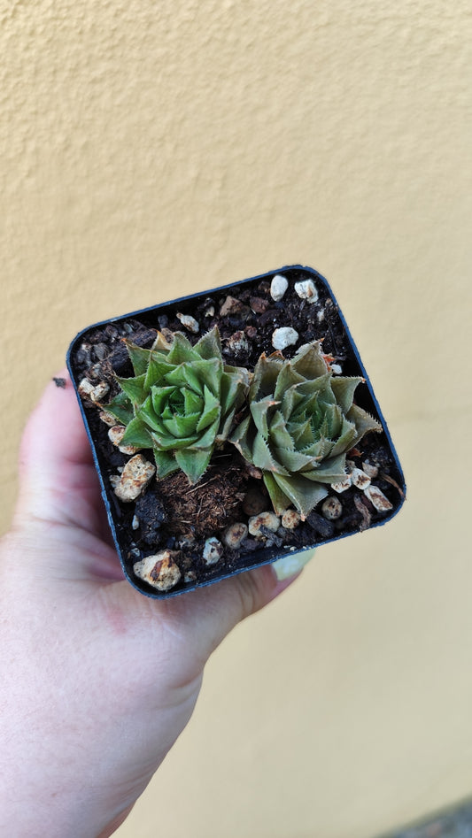 Haworthia sp.