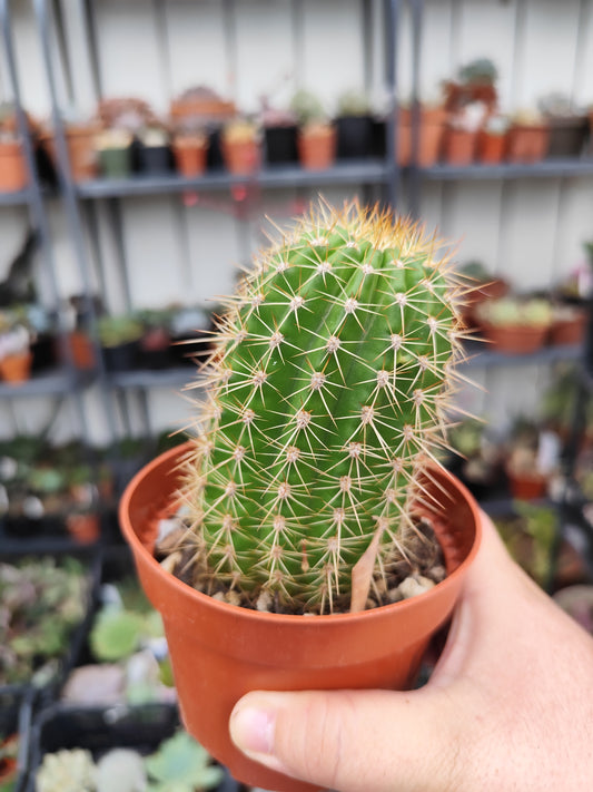 Trichocereus hybrid