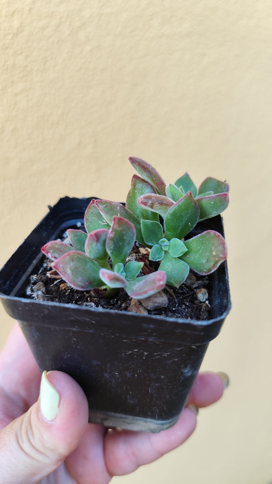 Echeveria pulvinata devotion