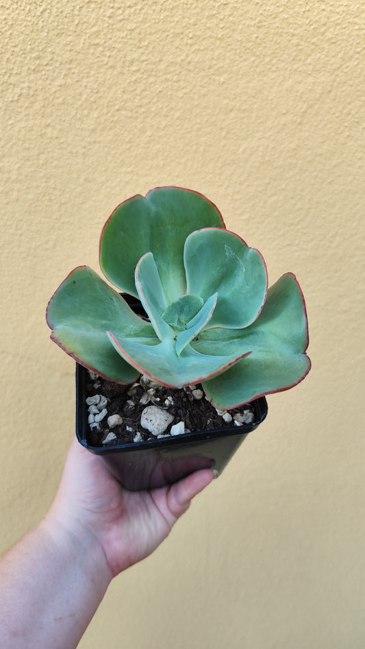 Echeveria gigantea