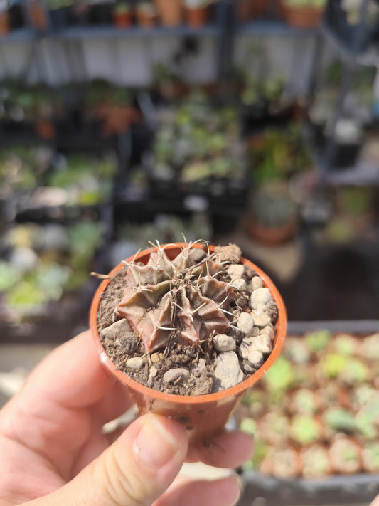 Gymnocalycium milhanovichii
