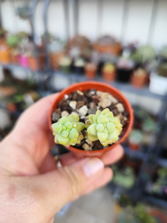 Sedum burrito