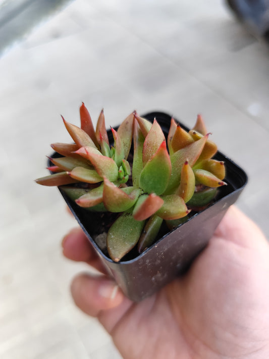 Echeveria agavoides crestata