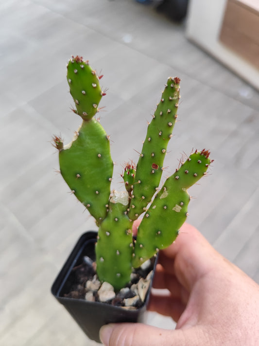 Opuntia monacantha