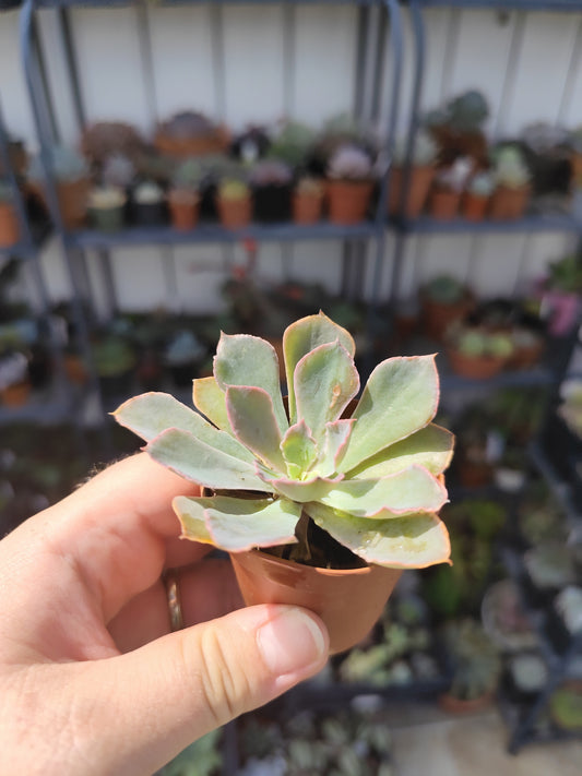 Echeveria neon breakers