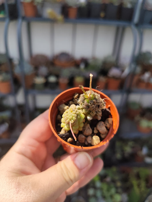 Anacampseros baeseckei