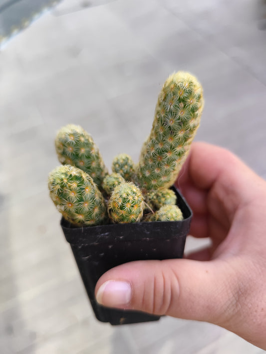 Mammillaria elongata