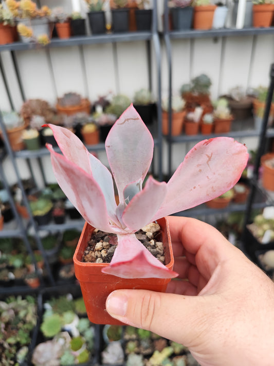 Echeveria afterglow