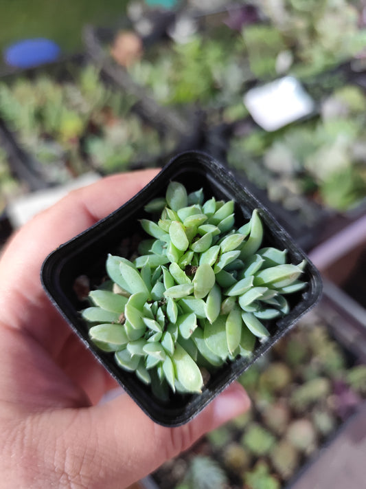 Echeveria hyalina crestata