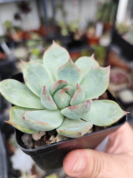 Echeveria chihuahuaensi