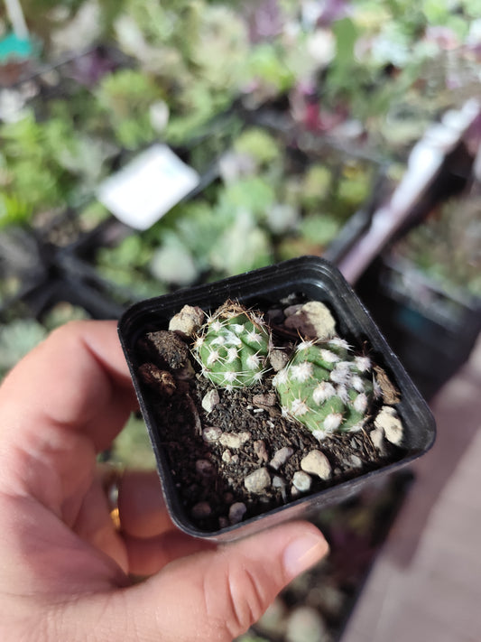 Echinopsis subdenudata