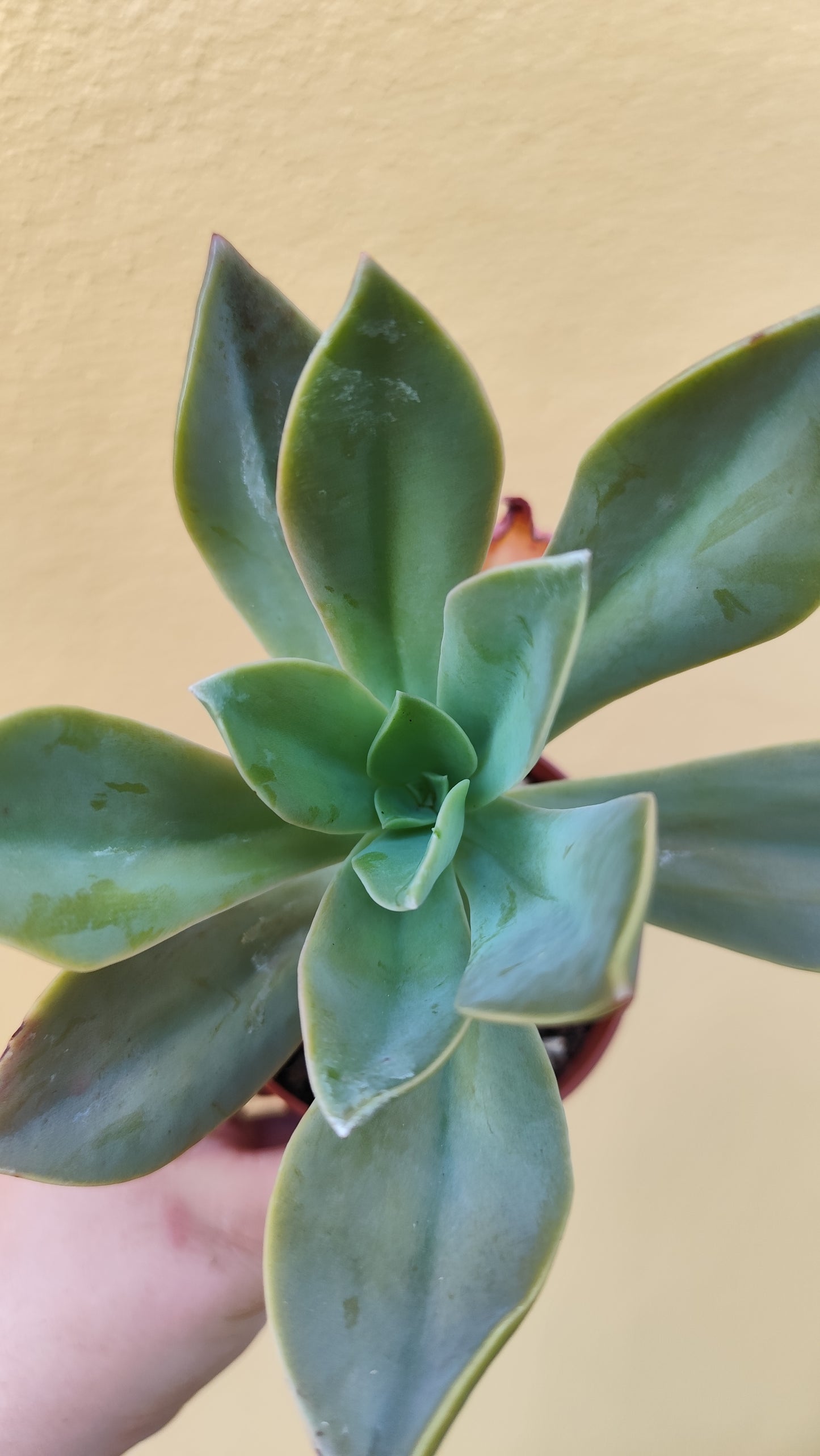 Graptoveria 'Fred ives'
