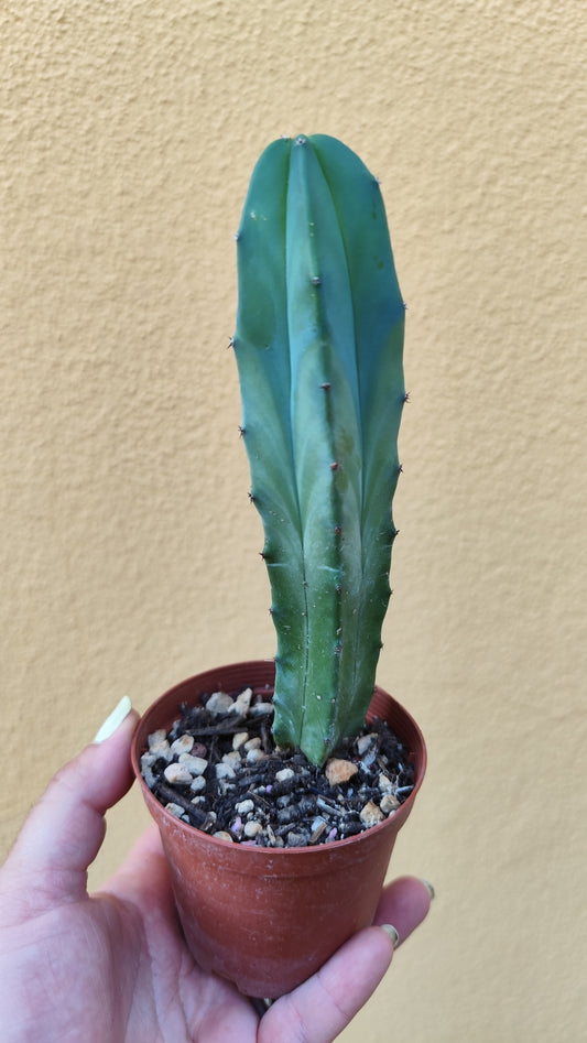 Myrtillocactus geometrizans