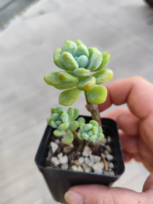 Sedum clavatum