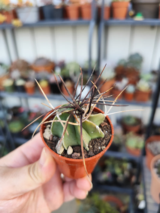 Astrophytum capricorne
