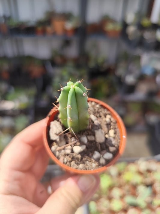 Myrtillocactus geometrizans