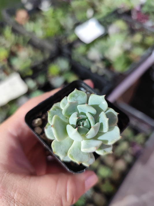 Echeveria sp