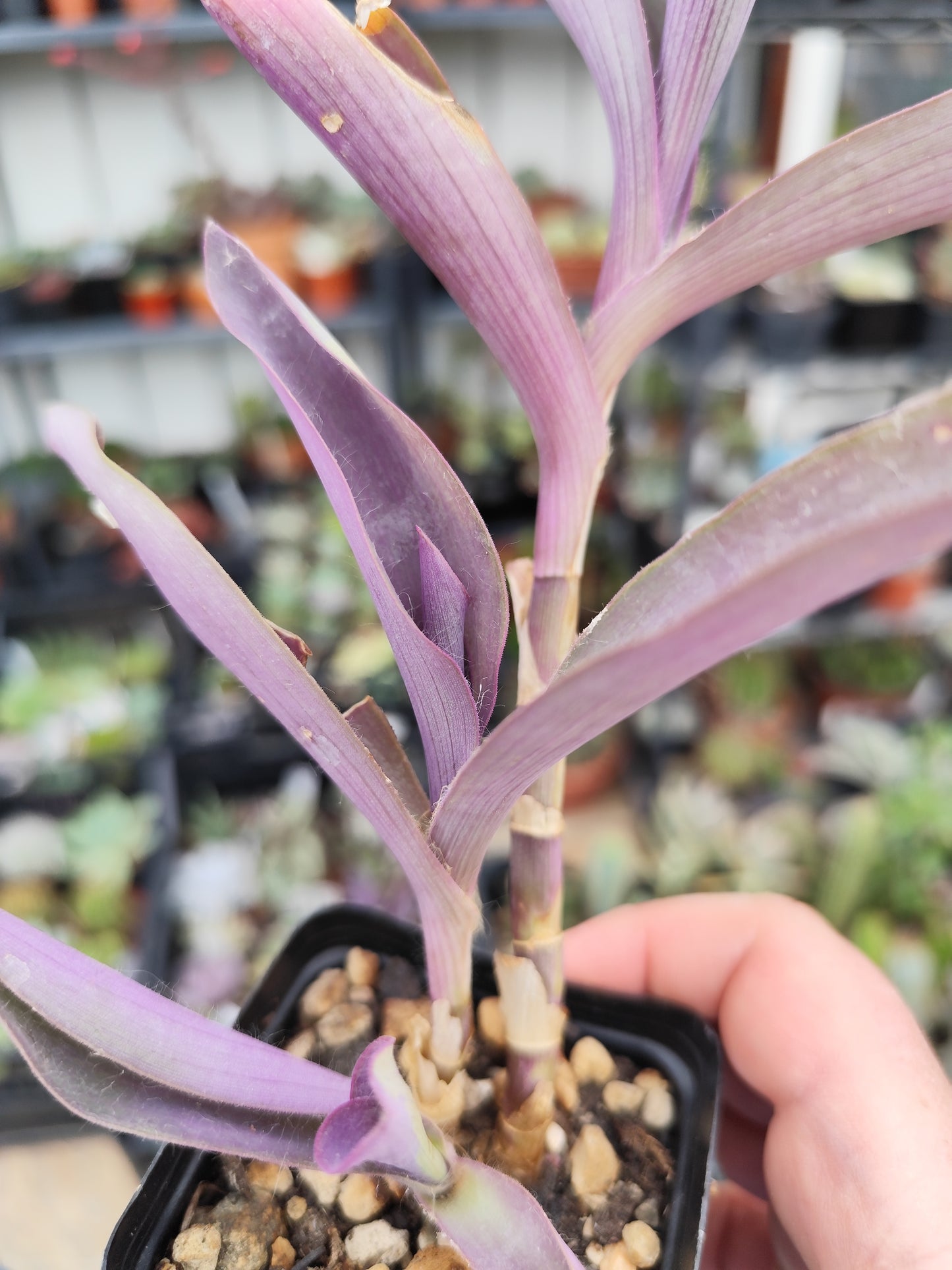 Tradescantia pallida