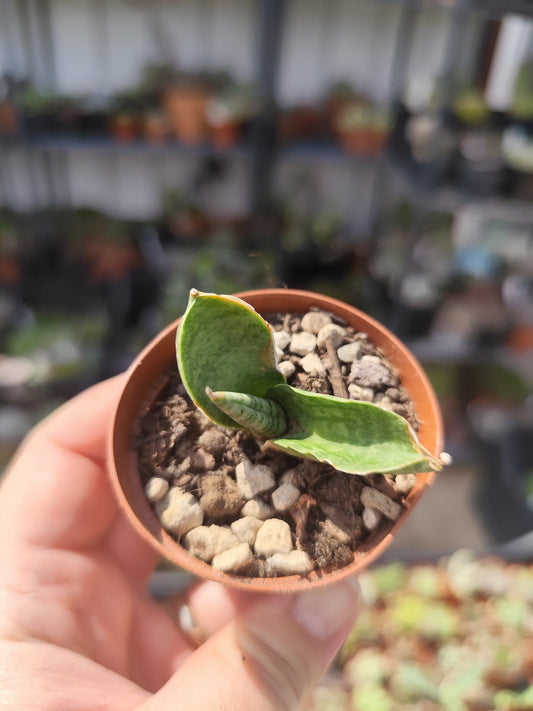 Sansevieria cilindrica
