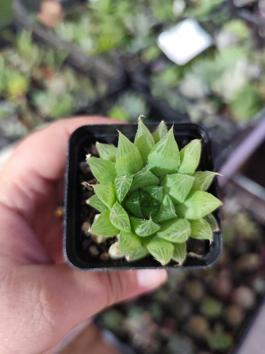 Haworthia cooperi pilifera