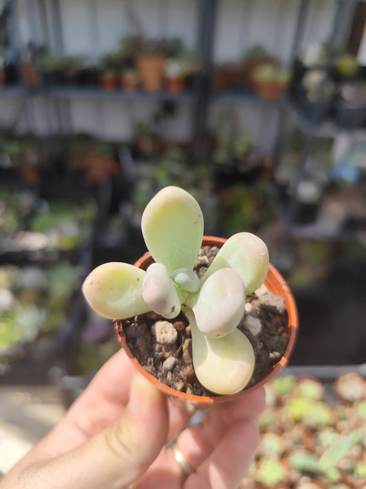 Pachyphytum oviferum