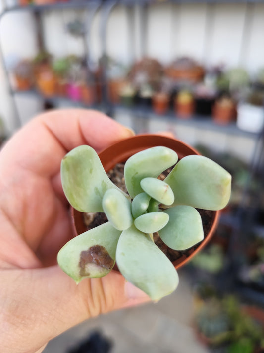 Pachyveria corvus