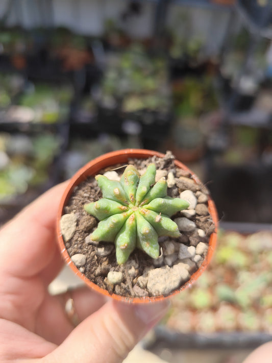 Ferocactus glaucescens inermis
