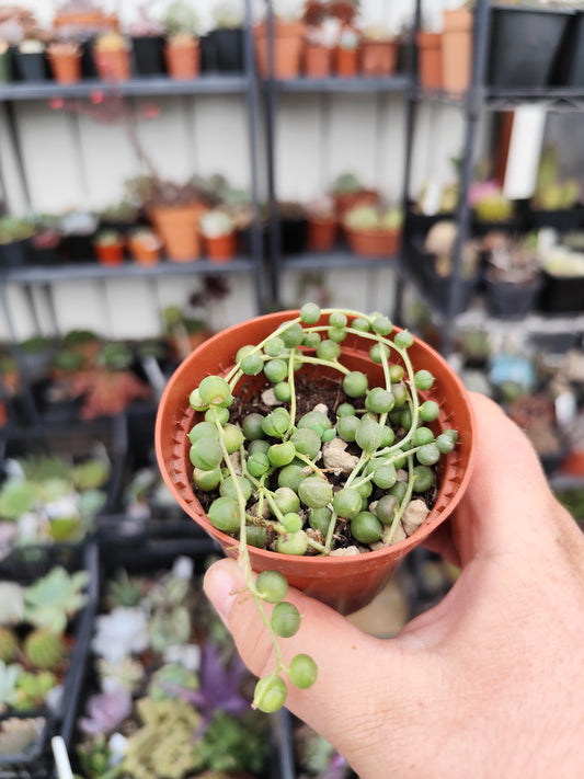 Senecio rowleyanus