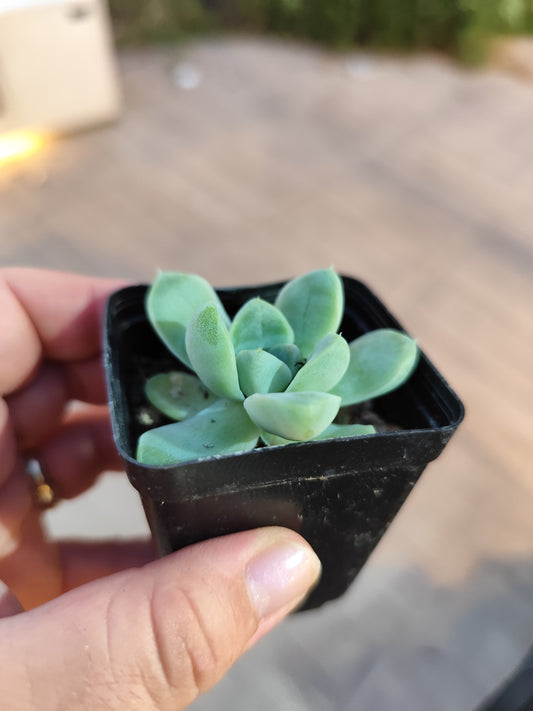 Echeveria albicans