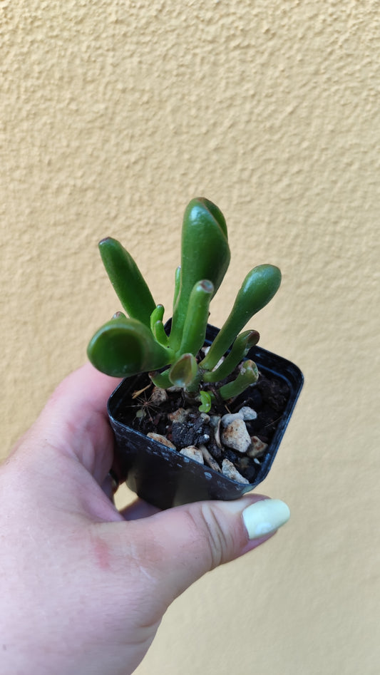 Crassula Hobbit