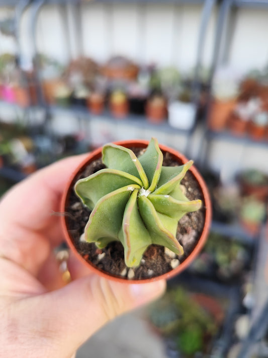 Astrophytum capricorne