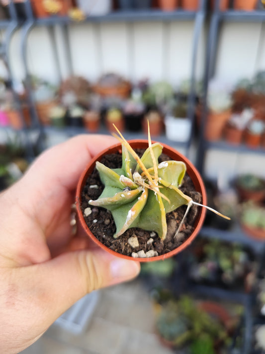 Astrophytum capricorne