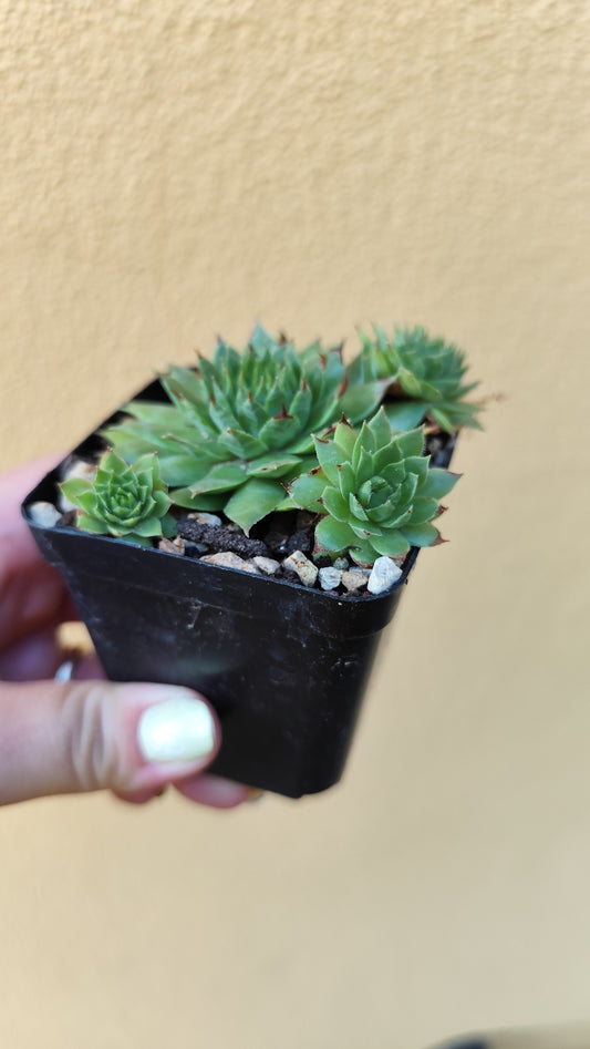 Sempervivum