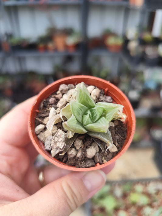 Haworthia grey ghost