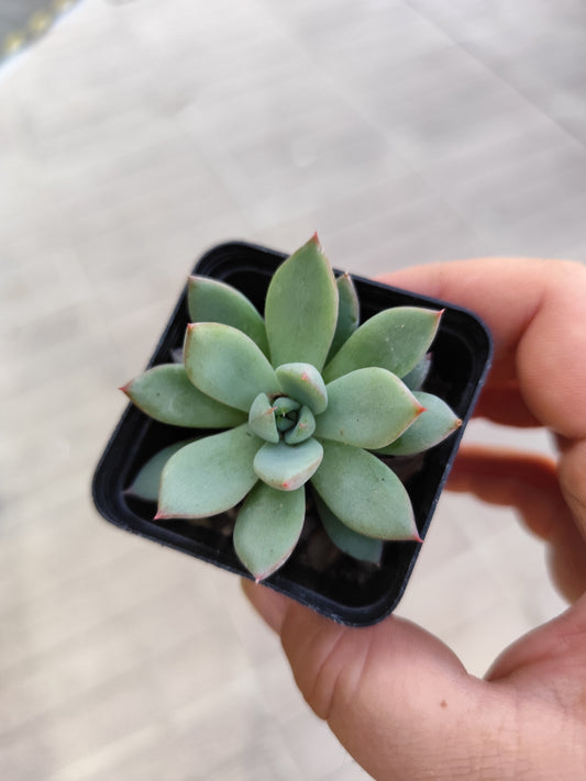 Echeveria sp